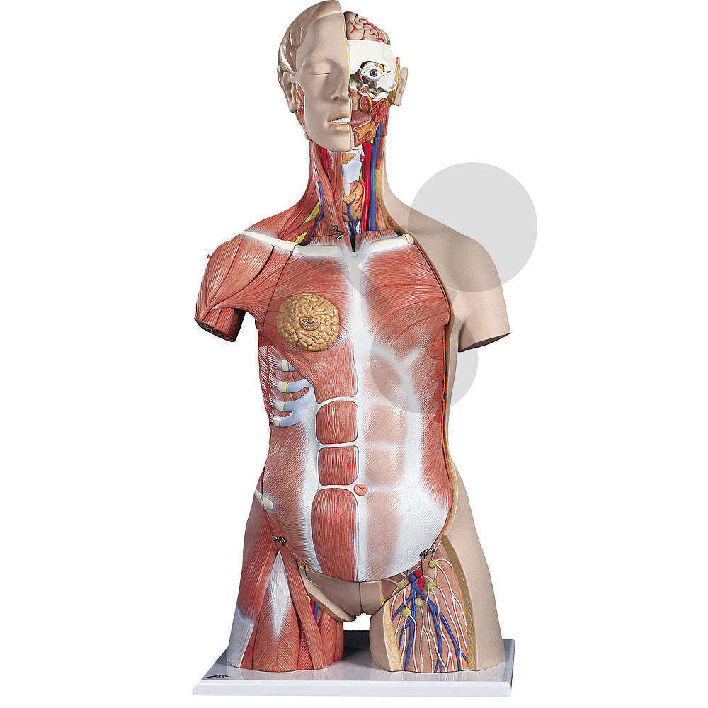 Trupy a modely orgánů