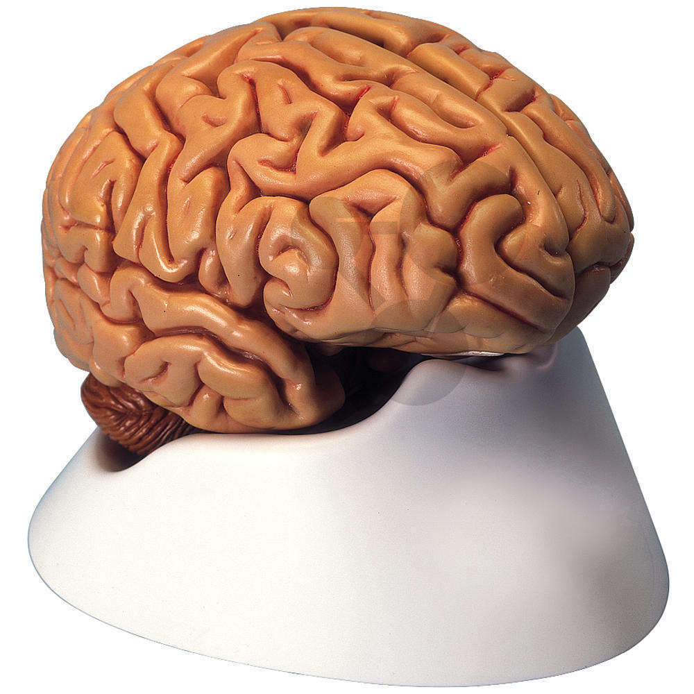 Mozek, rozložitelný na 5 částí